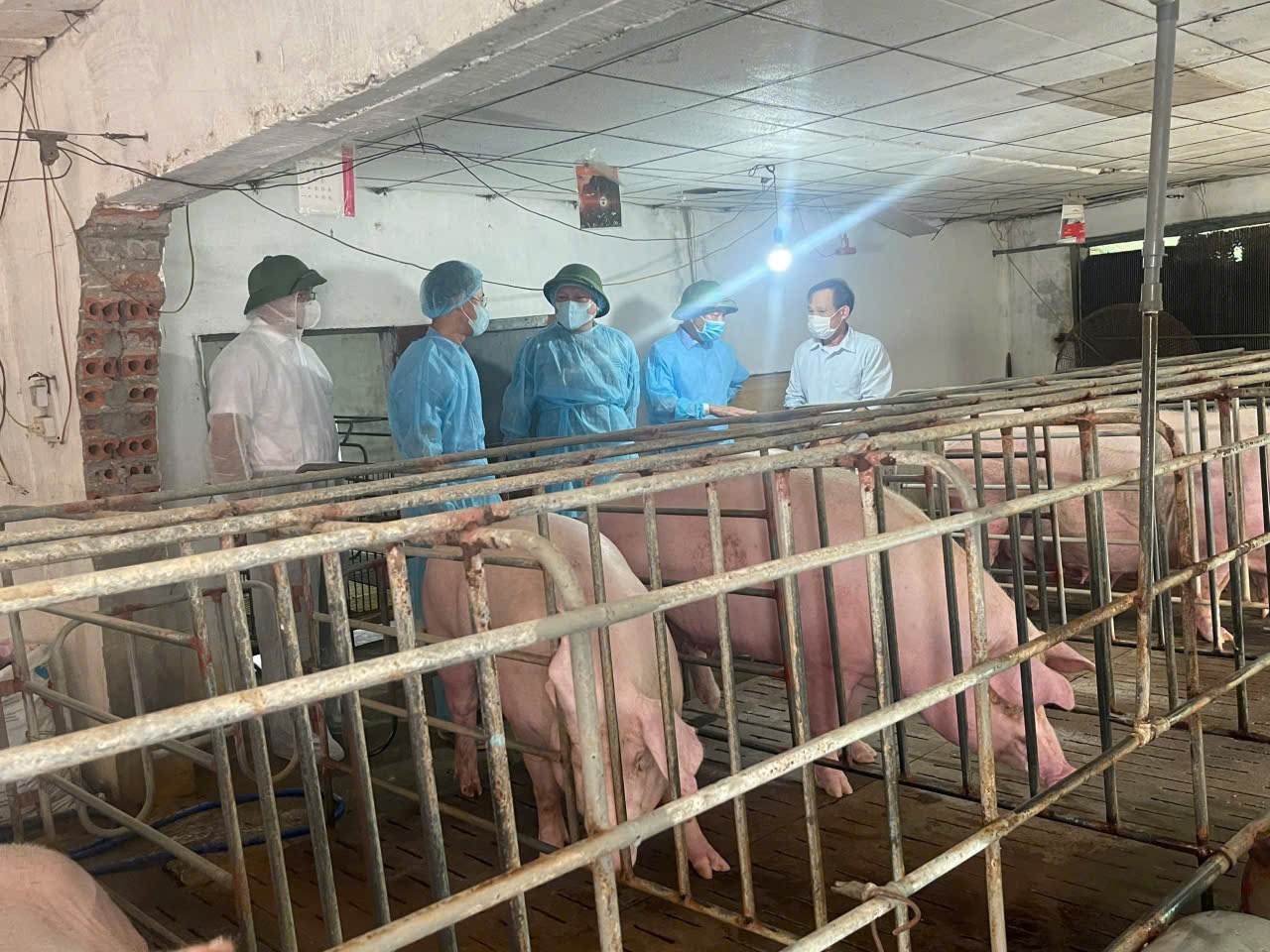 Đoàn công tác số 3 - Sở Nông nghiệp và Môi trường tỉnh kiểm tra, đôn đốc, hướng dẫn việc thực hiện các biện pháp phòng, chống bệnh dịch tả lợn Châu Phi tại xã Diên Hà, tỉnh Hưng Yên