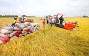 Quyết định số 1153/QĐ-UBND ngày 02/04/2026 của UBND tỉnh Hưng Yên Ban hành kế hoạch chuyển đổi cơ cấu cây trồng, vật nuôi trên đất trồng lúa giai đoạn 2026-2020