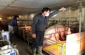 Chủ động phòng chống đói,  rét cho vật nuôi trên địa bàn tỉnh Hưng Yên