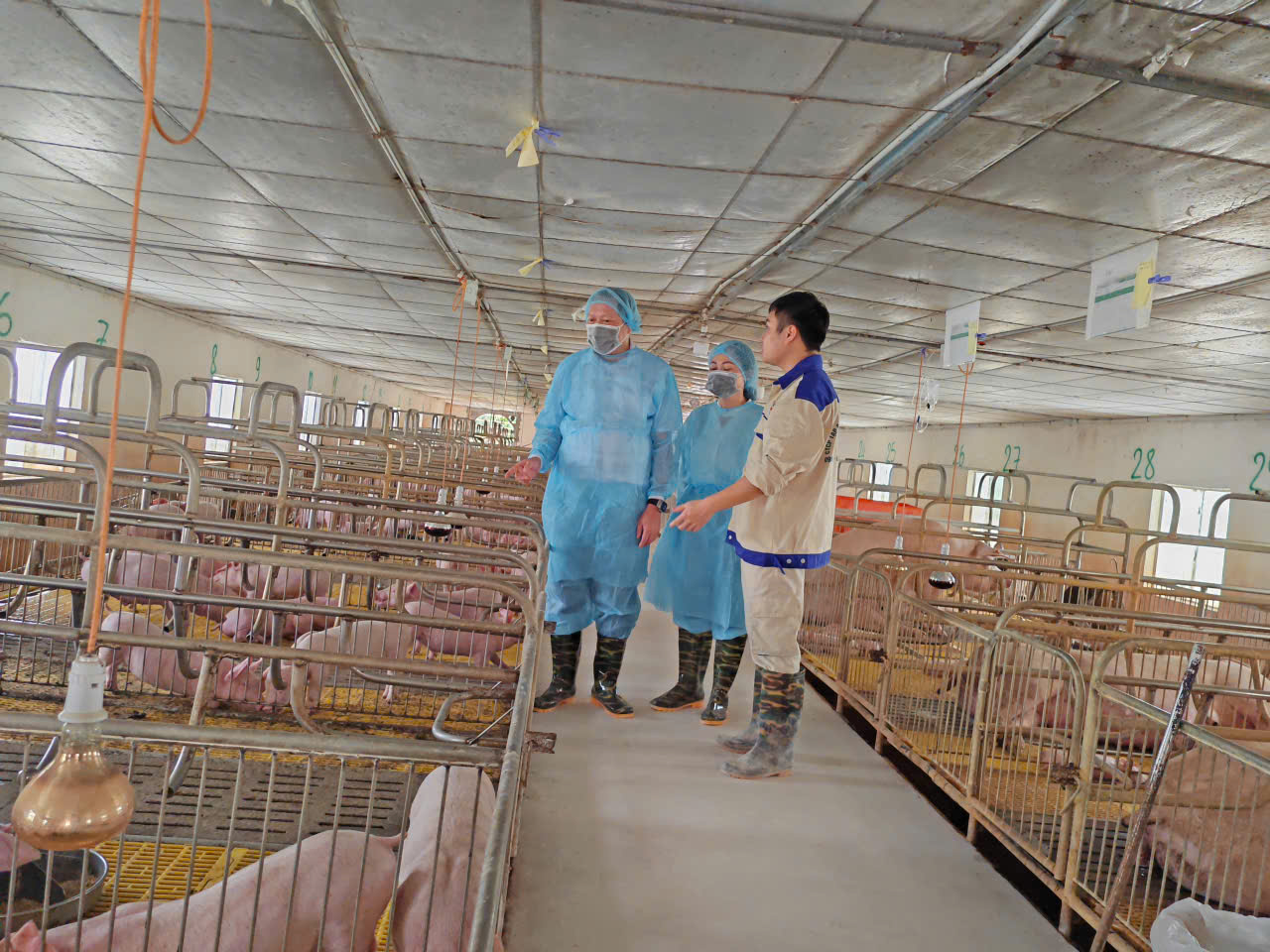Kiểm tra việc thực hiện các biện pháp phòng, chống bệnh dịch tả lợn Châu Phi tại xã Việt Tiến, tỉnh Hưng Yên