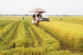 Báo cáo tình hình sản xuất nông nghiệp vụ Xuân; kế hoạch, giải pháp sản xuất vụ Mùa 2017 và vụ Đông 2017-2018