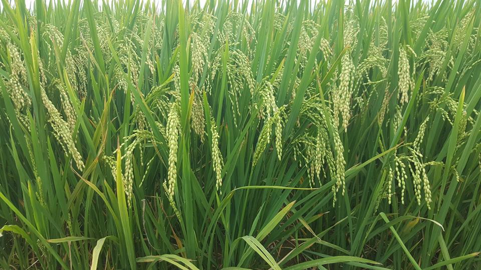 Công bố hợp quy 8 giống lúa cấp siêu nguyên chủng và nguyên chủng