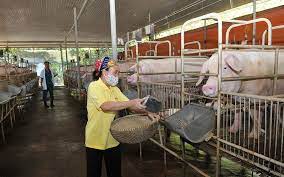 Kế hoạch triển khai thực hiện Nghị quyết số 330/2022/NQ-HĐND ngày 09/12/2022 của HĐND tỉnh Hưng Yên, quy định khu vực không được phép chăn nuôi