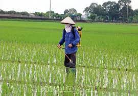 Tập trung chăm sóc và phòng trừ sâu, bệnh cho cây trồng vụ Mùa năm 2023