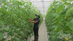 Về việc hỗ trợ hoạt động của các tổ Khuyến nông cộng đồng trong xây dựng nông thôn mới