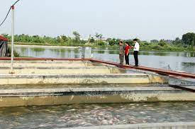 Tăng cường sản xuất và phòng, chống rét trong nuôi trồng thủy sản