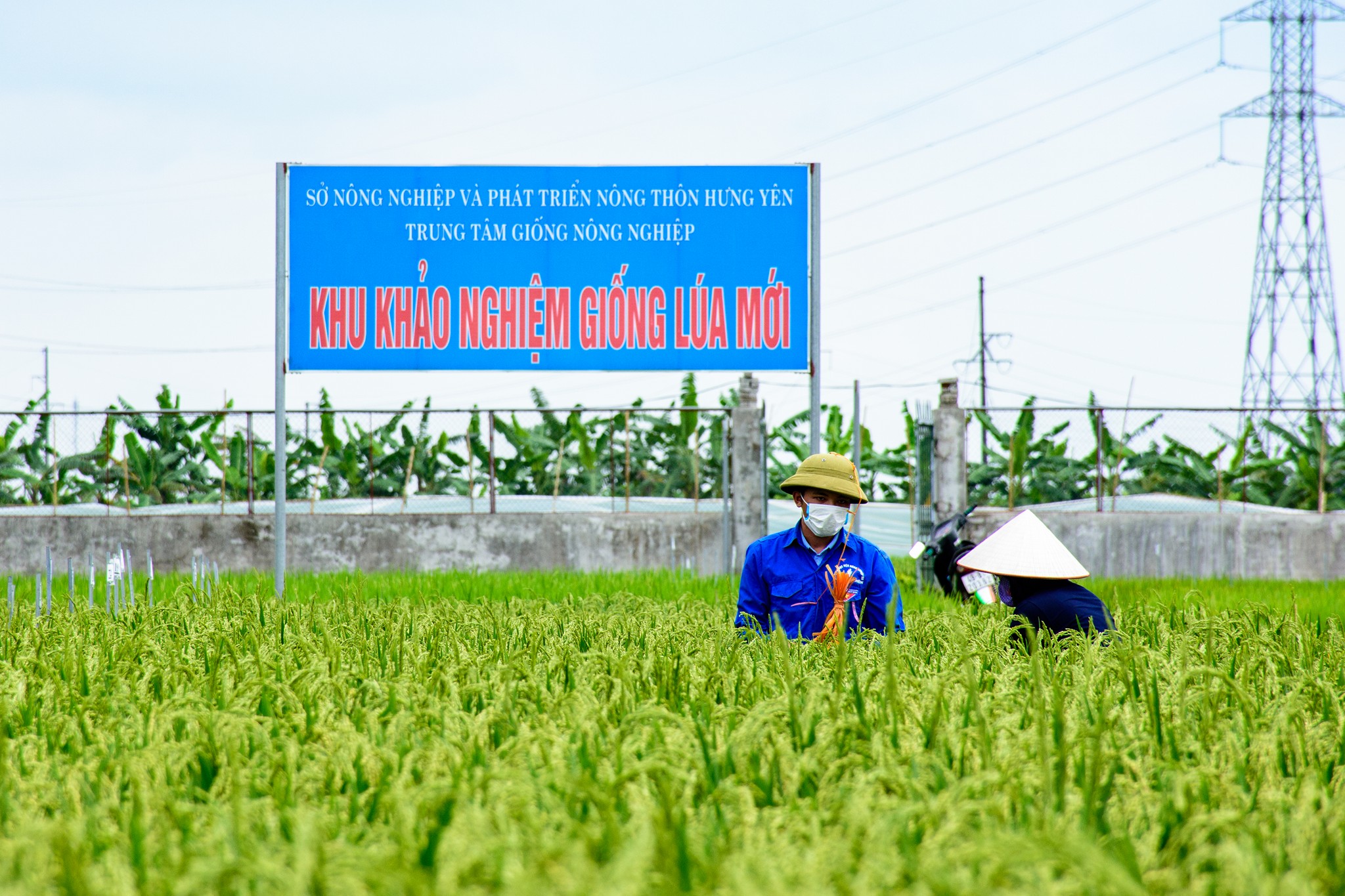 Kết quả sản xuất nông nghiệp năm 2023, vụ Đông 2023-2024