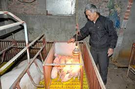 Chủ động các biện pháp phòng chống rét bảo vệ sản xuất nông nghiệp vụ Xuân năm 2024