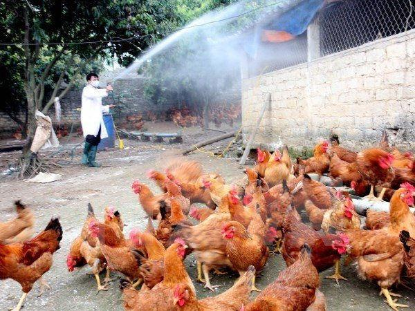 Tăng cường công tác phòng, chống dịch bệnh Cúm gia cầm trên địa bàn tỉnh Hưng Yên