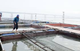 Về việc tăng cường quản lý nuôi cá lồng bè trên sông