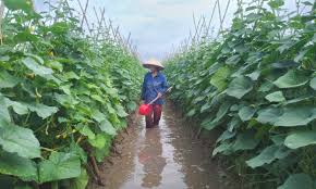 Tình hình sản xuất nông nghiệp và xây dựng nông thôn Quý I năm 2024, nhiệm vụ trọng tâm trong Quý II năm 2024