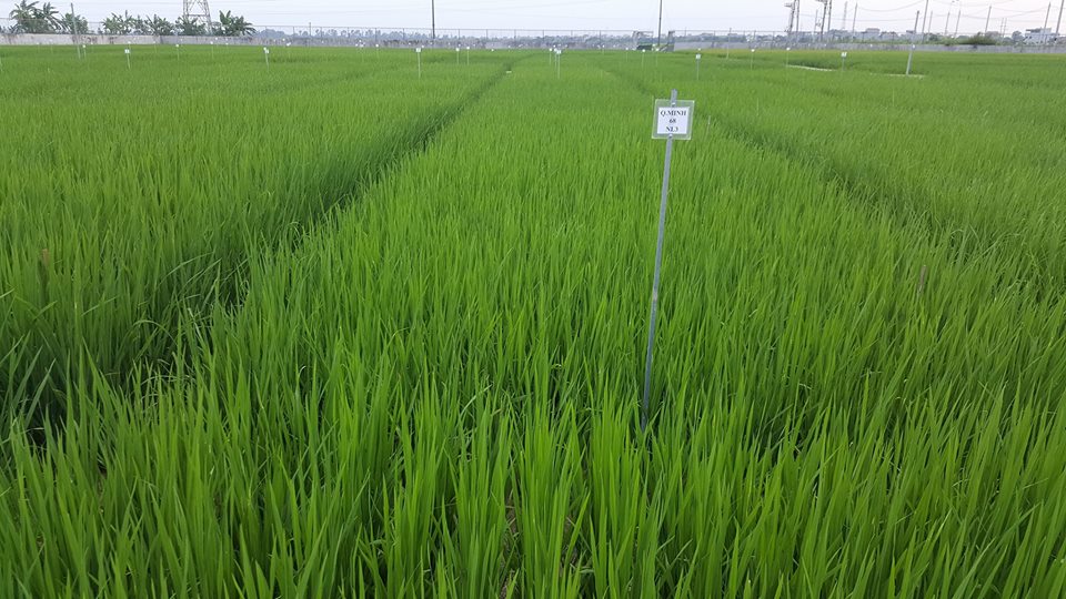 Về việc tăng cường hướng dẫn các biện pháp khắc phục hậu quả sau mưa bão