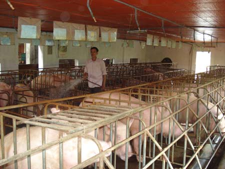 Chăm sóc và nuôi dưỡng nái mang thai