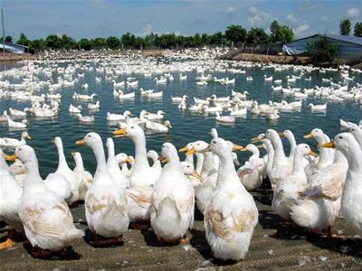 Hướng dẫn Chăn nuôi thuỷ cầm bền vững, an toàn