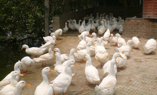 Kinh nghiệm nuôi vịt giống địa phương
